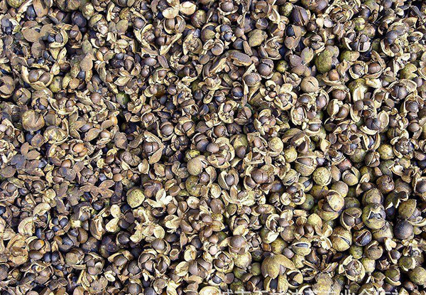 山茶籽干燥用除湿机怎么样，除湿机什么价格？